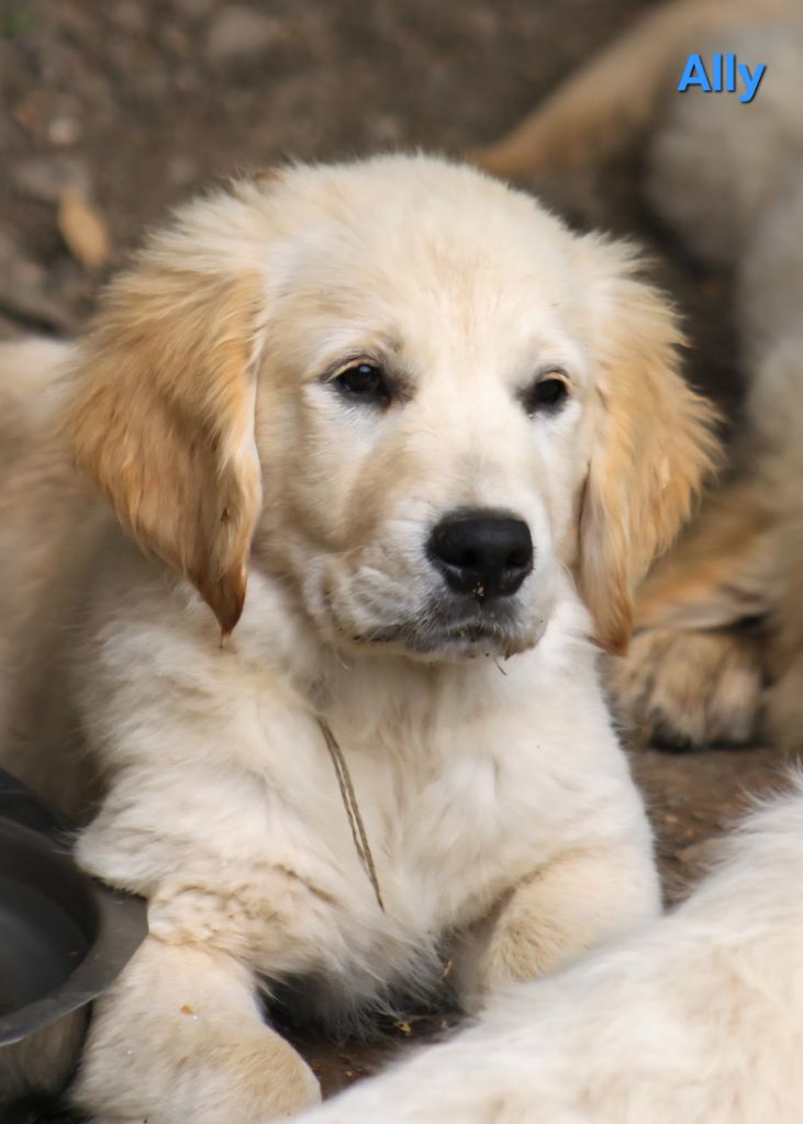 des Terres d'Alto en Ecouves - Chiots disponibles - Golden Retriever