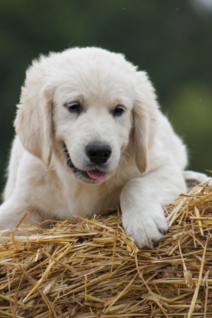 des Terres d'Alto en Ecouves - Chiots disponibles - Golden Retriever