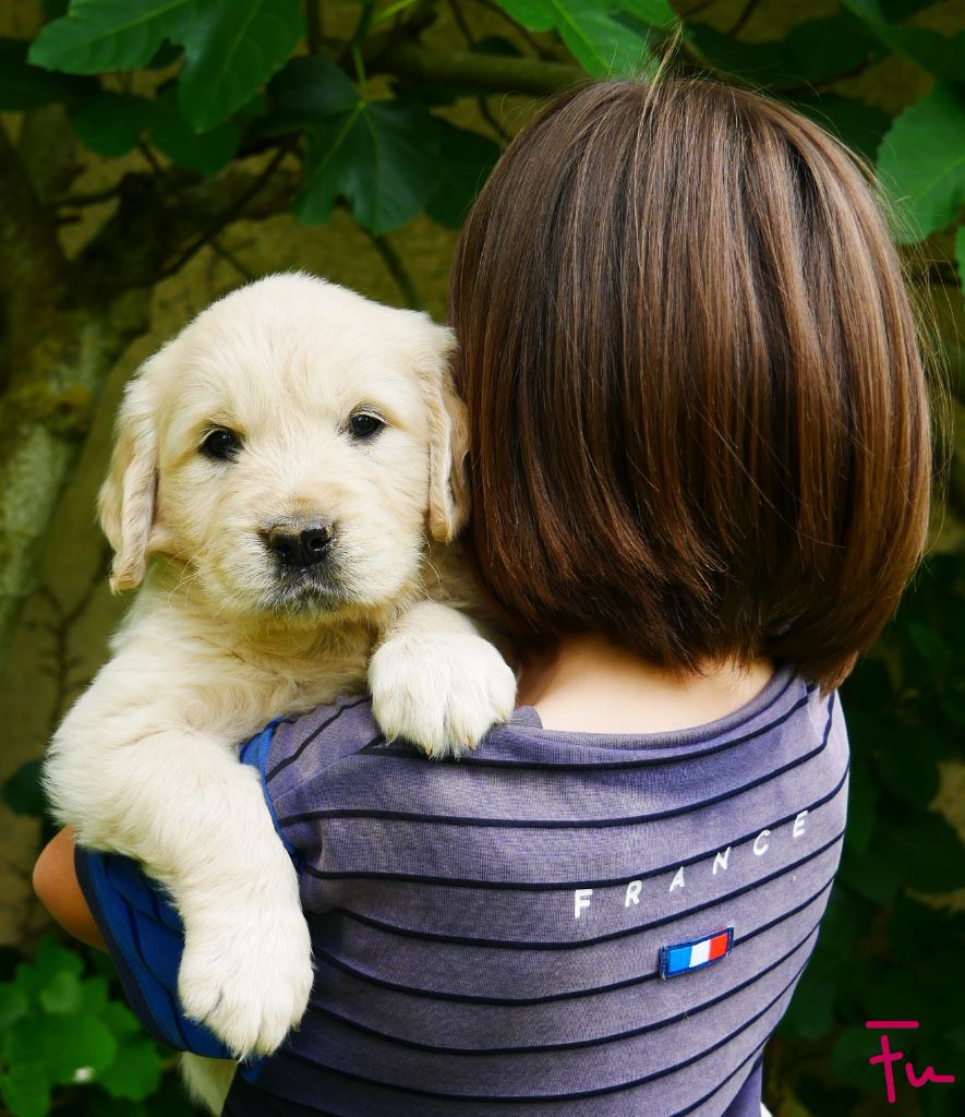 des Terres d'Alto en Ecouves - Chiots disponibles - Golden Retriever