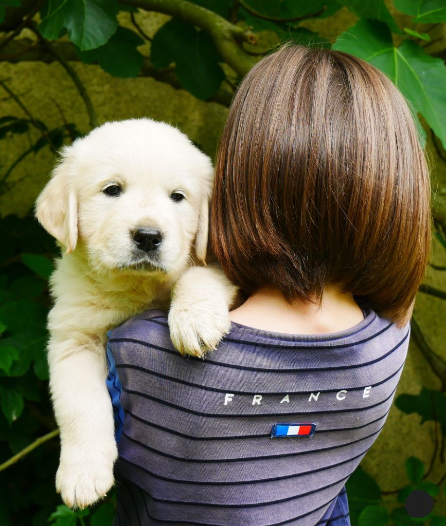 des Terres d'Alto en Ecouves - Chiots disponibles - Golden Retriever