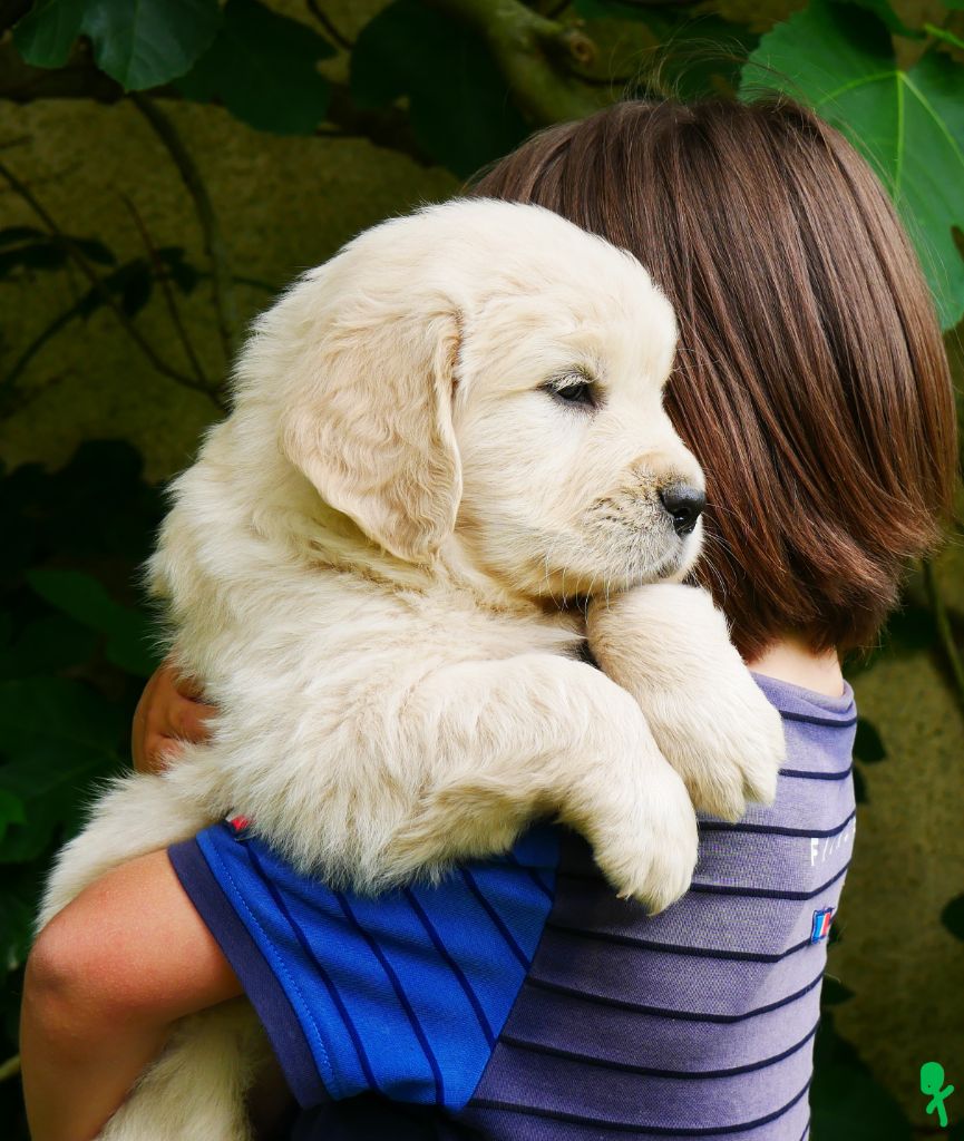 des Terres d'Alto en Ecouves - Chiots disponibles - Golden Retriever