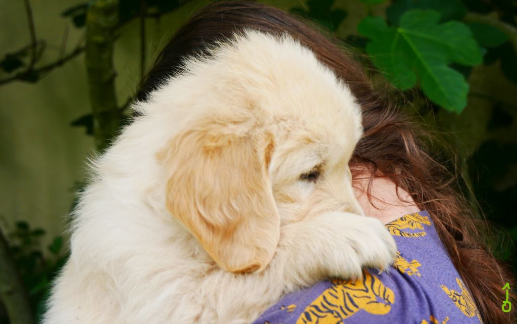 des Terres d'Alto en Ecouves - Chiots disponibles - Golden Retriever