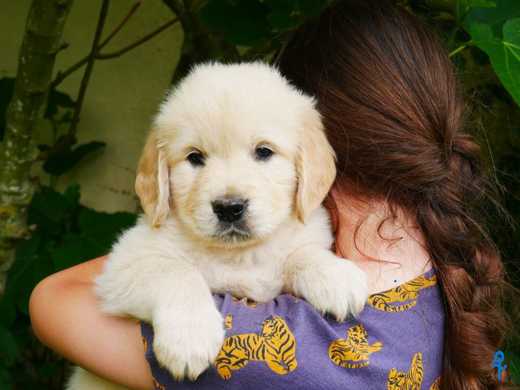 des Terres d'Alto en Ecouves - Chiots disponibles - Golden Retriever