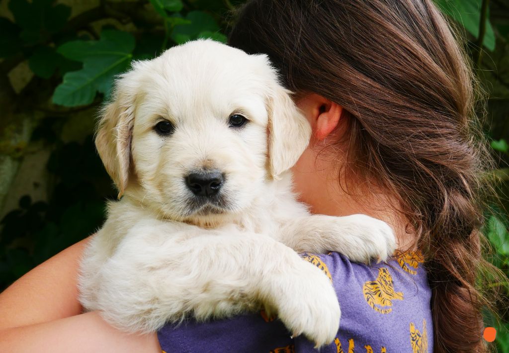 des Terres d'Alto en Ecouves - Chiots disponibles - Golden Retriever