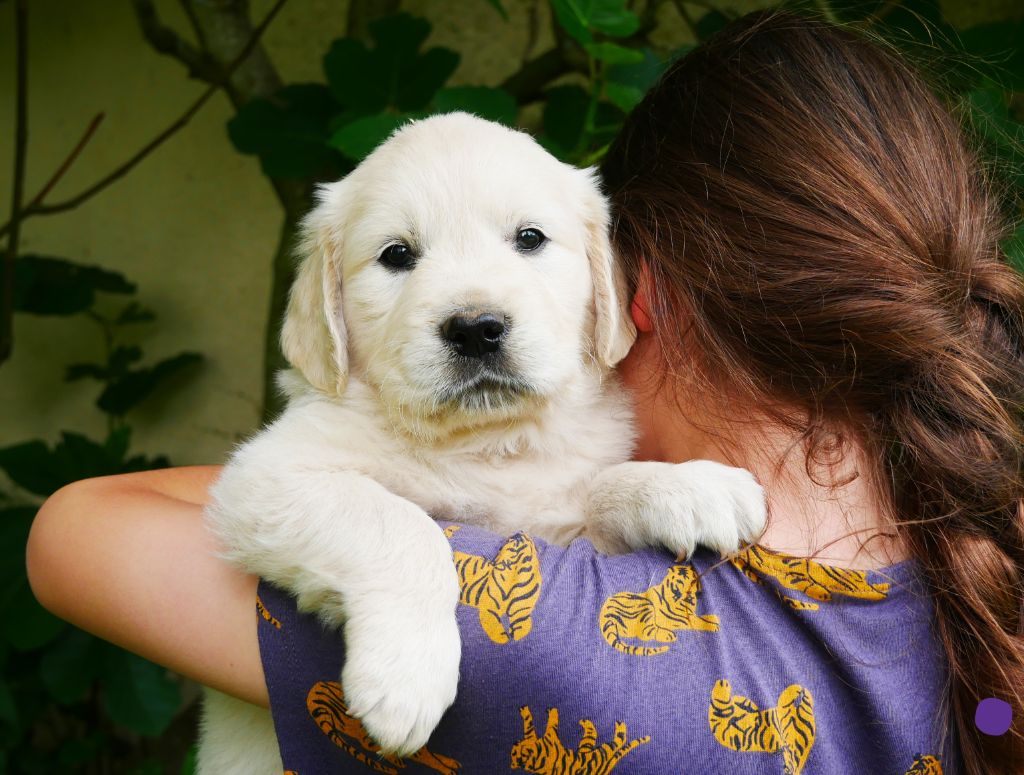 des Terres d'Alto en Ecouves - Chiots disponibles - Golden Retriever