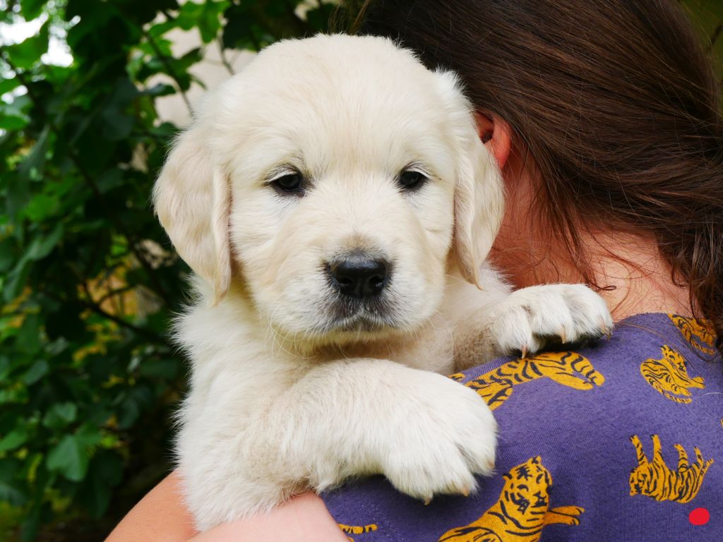 des Terres d'Alto en Ecouves - Chiots disponibles - Golden Retriever
