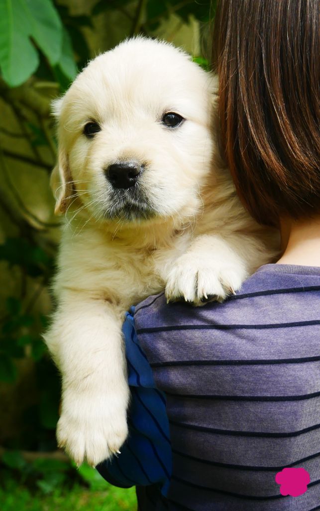 des Terres d'Alto en Ecouves - Chiots disponibles - Golden Retriever