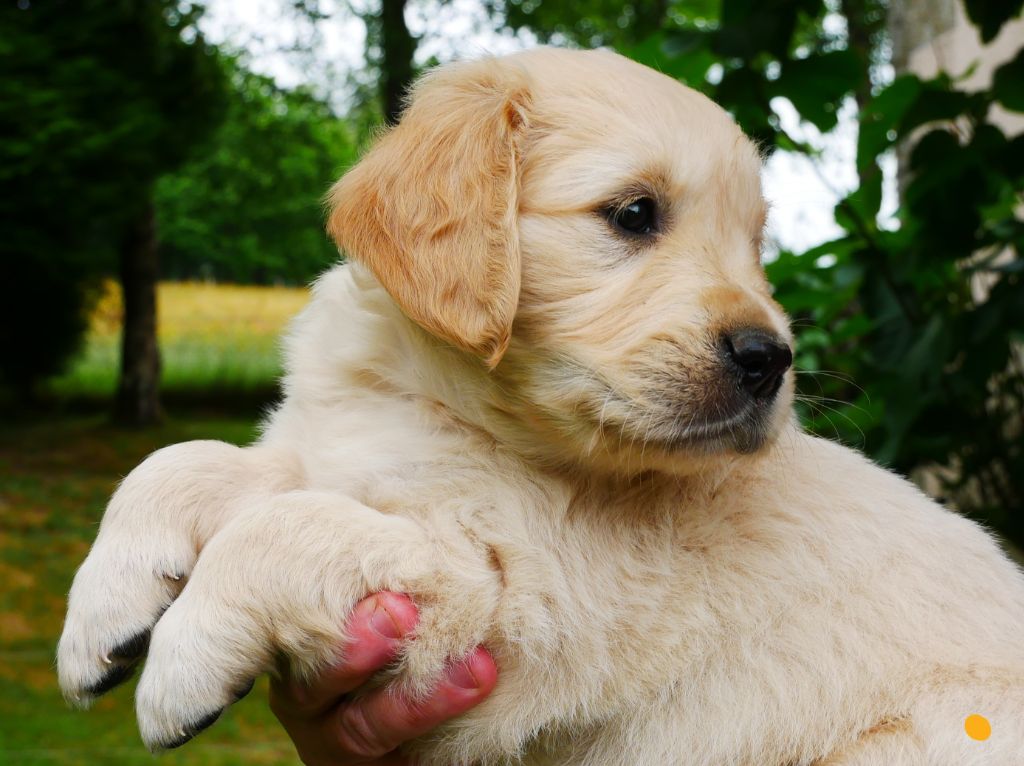 des Terres d'Alto en Ecouves - Chiots disponibles - Golden Retriever