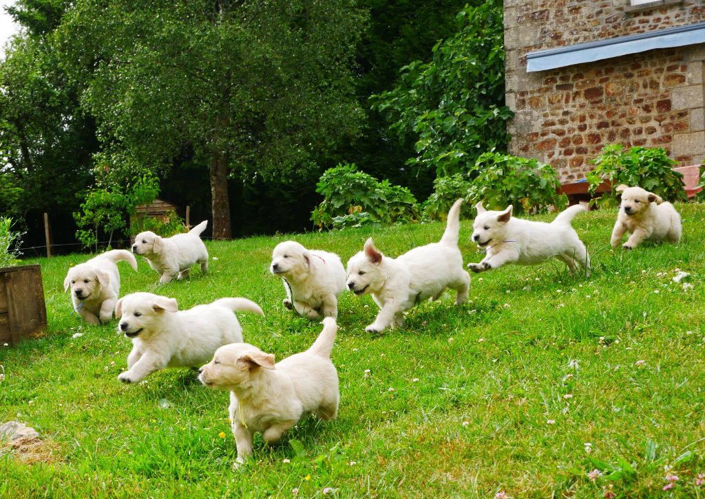 Chiot Golden Retriever des Terres d'Alto en Ecouves