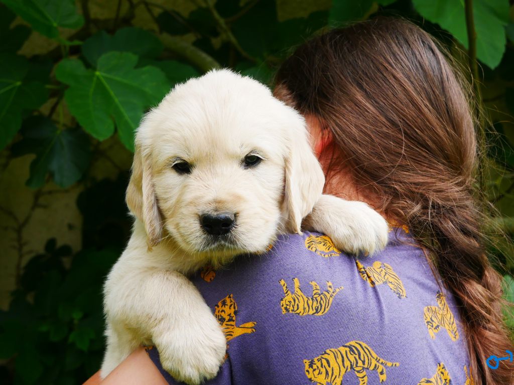 des Terres d'Alto en Ecouves - Chiots disponibles - Golden Retriever