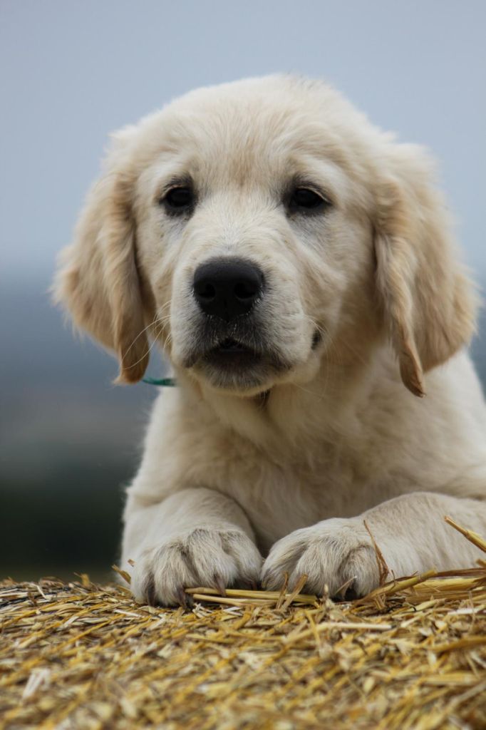 des Terres d'Alto en Ecouves - Chiots disponibles - Golden Retriever